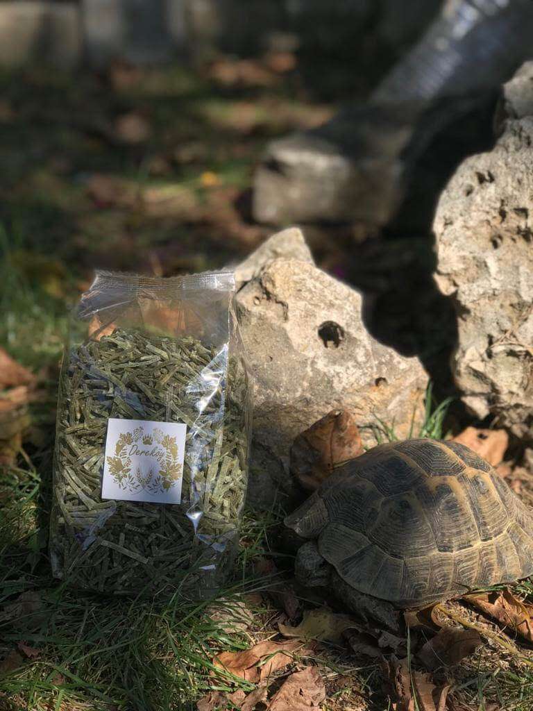 Ispanaklı Erişte