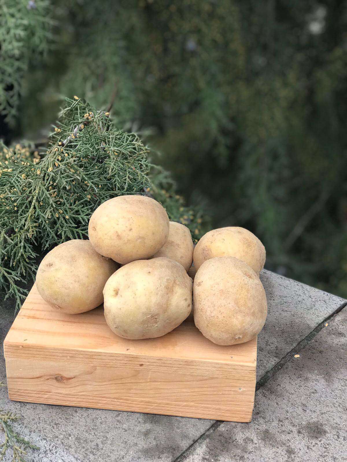 Kasaplar Patatesi